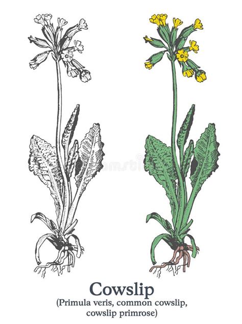 Cowslip Colorful Vector Hand Drawn Plant Vintage Medicinal Plant