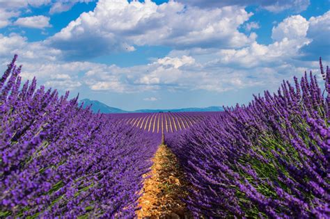 Campos De Lavanda En Francia