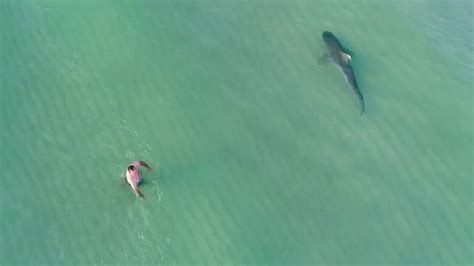 Drone Video Of Shark Next To Swimmers Was It Really A Tiger