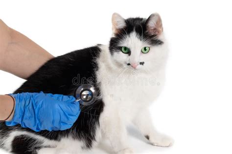 Vet Listening Fluffy Cat Using Stethoscope During Appointment In