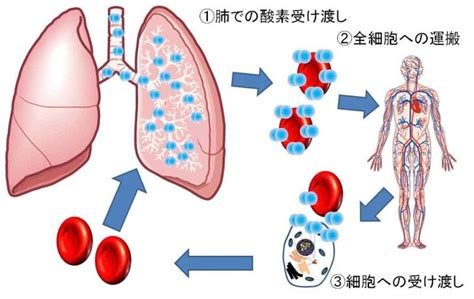 細胞に酸素がよく行き渡る呼吸法 ～その2～ 生涯学人！（まなびと）楽しいサイエンス～節約！イクメンのススメ！