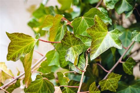 Closeup Of Ivy Leaves Under The Lights With A Blurry Background Stock