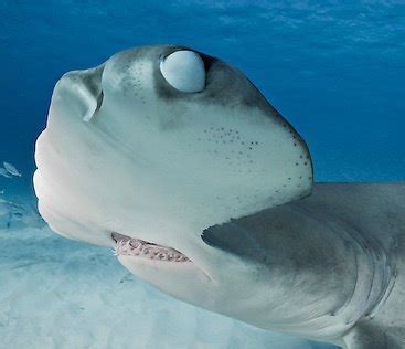 Sharks Daily On Twitter Other Shark Species Evolved To Have