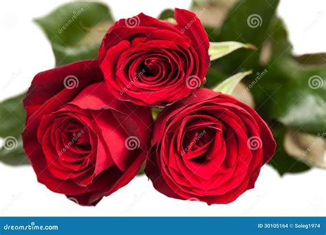 Roses Rouges D Isolement Sur Le Blanc Photo Stock Image Du V Nement