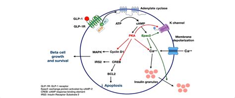 GLP-1 receptor signaling (21-26). Figure modified from article 23 ...