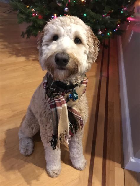 Merry Christmas Rgoldendoodles