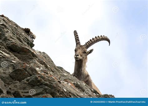 alpine ibex capra ibex steinbock bouquetin ibex stock image image