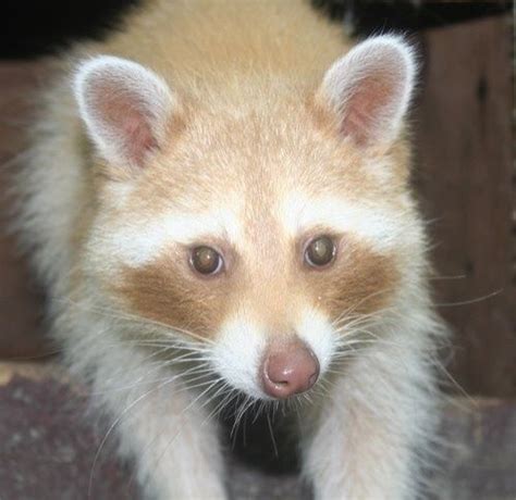 Til Raccoons Can Come In Different Colors A Red Raccoon Pet