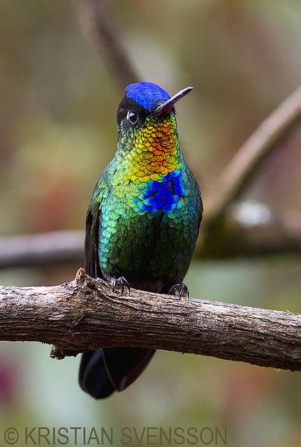 Bird Kaleidoscope - fat-birds: Fiery-throated Hummingbird (Panterpe...