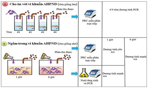 Kỹ Thuật Realtime PCR Trong Sinh Học Phân Tử