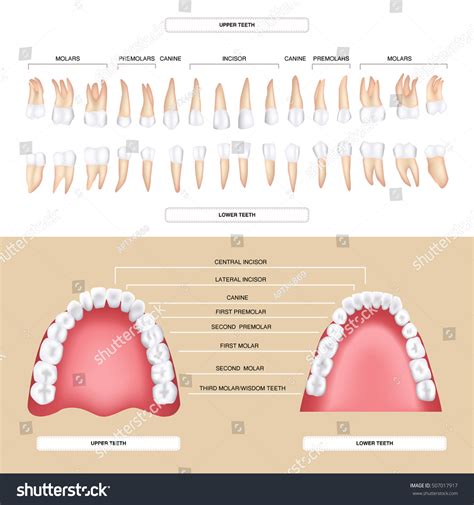 Human Dental Anatomy Permanent Tooth Stock Vector Illustration 507017917 Shutterstock