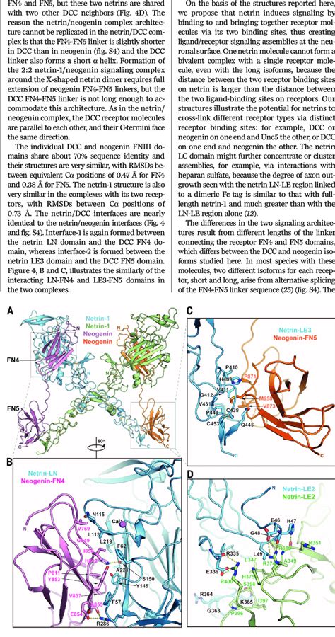 Structure Of The Netrin 1neogenin Complex A Structure Of The 22