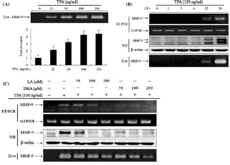 Dha And La Inhibit Tpa Induced Mmp 9 Expression In Mcf 7 Cells A Mcf 7