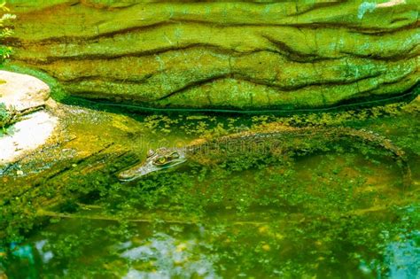 The Head Of A Crocodile Hidden In A Swamp In The Water Of A River Among