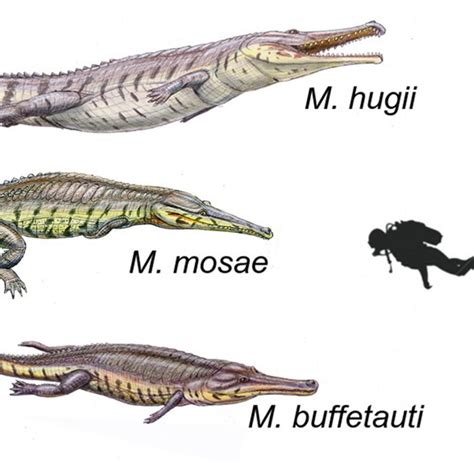 Größenangaben Viele Meeresgiganten sind kleiner als gedacht WELT