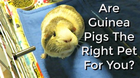 10 Must Know Facts About Guinea Pigs Youtube