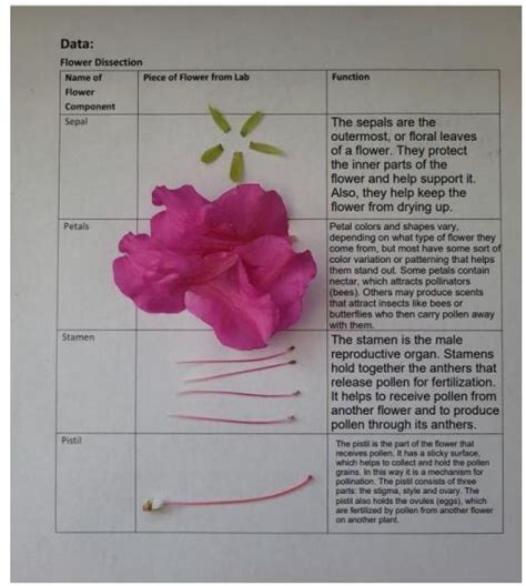 Flower Dissection Lab Activity Worksheet Answers Best Flower Site