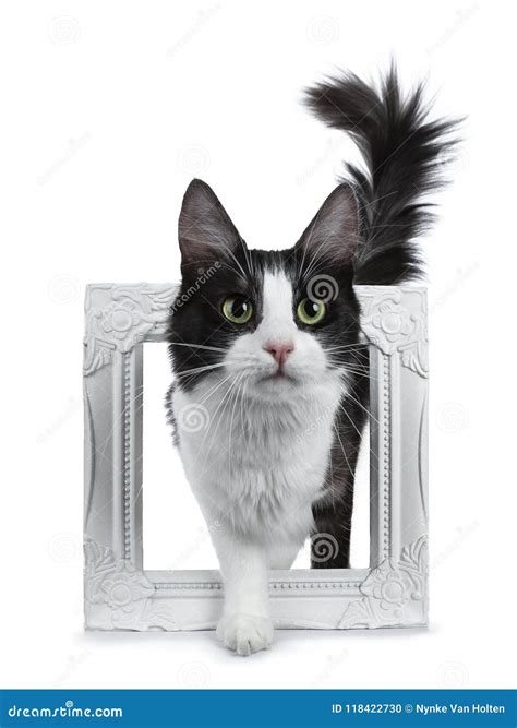 Black Smoke Turkish Angora