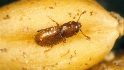 Kitchen Tiny Bugs Pests Moth Preventing Infestation Kitchen Awesome