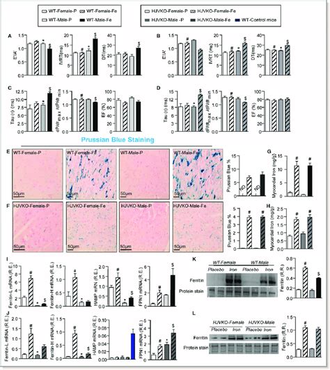 Marked Sex Differences In Iron Overload Cardiomyopathy Noninvasive Download Scientific Diagram