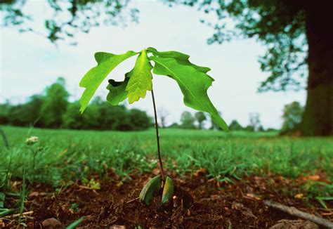 Successfully Grow An Oak Tree By Planting An Acorn Sacred Plant Growing Tree Plants