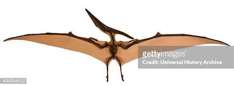 239 Pteranodon Stock Photos High Res Pictures And Images Getty Images