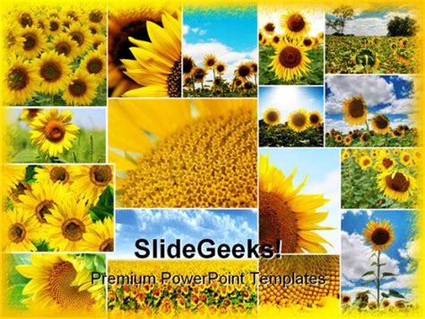 Sunflowers Collage Beauty Abstract Powerpoint Templates And Powerpoint