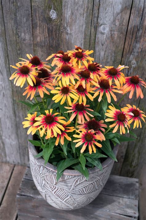 Plant Growers Australia Echinacea Tequila Sunrise Sunseekers