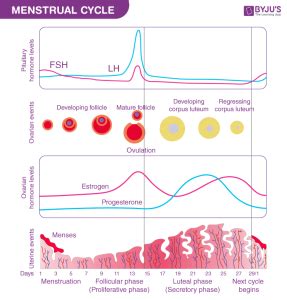 Understanding Your Ovulation Cycle And Timing For Conception First
