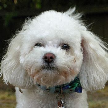 Bichpoo Breed Information, Characteristics & Heath Problems | DogZone.com