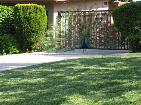 Speechless Sundays Peacocks Struttin Their Stuff In Arcadia Ca