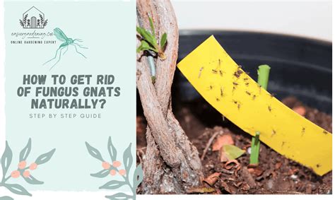 How To Get Rid Of Fungus Gnats Naturally Step By Step Guide