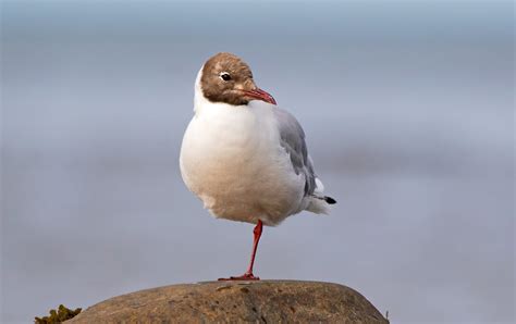 Mouette Rieuse Black Headed Gull Pour Une Deuxi Me Ann E Flickr