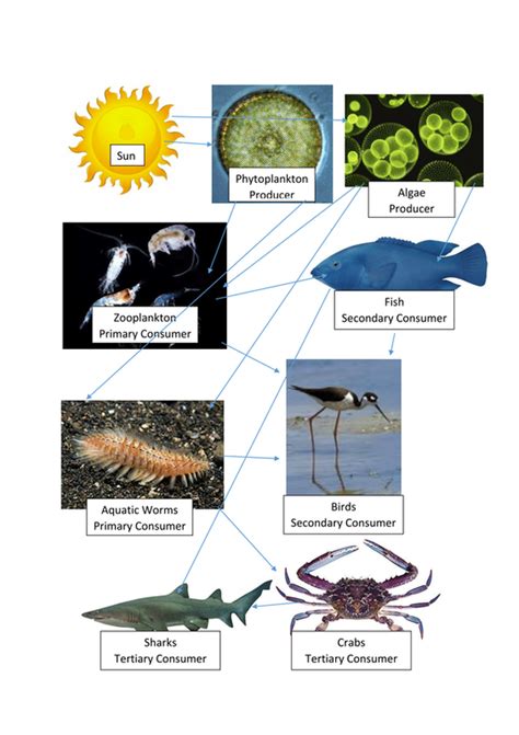 Food Web Botany Bay Ecosystem