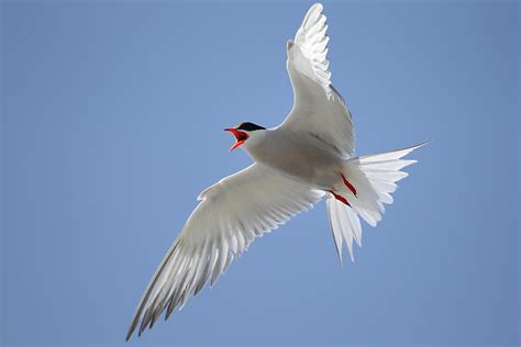 The Sea Swallow Photograph by Dave Barnes - Fine Art America