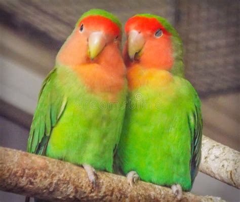 Beautiful Colored Couple Parrot Lovers Stock Photo - Image of attractive, background: 84665384