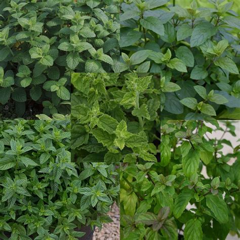 Mint Collection Large Plug Plants