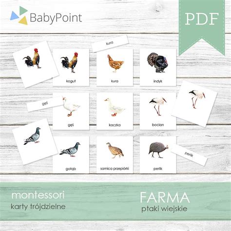 Farma Ptaki Wiejskie Karty Edukacyjne Tr Jdzielne Szt Babypoint