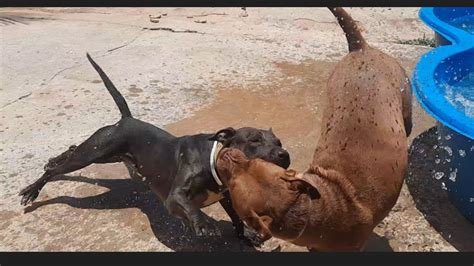 Por Isso Sempre Temos Que Ficar De Olho Nos Pitbulls Soltos Juntos E