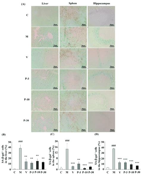 Pae Effects On The Activity Of Sa Gal In The Liver Spleen And