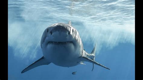 Tiger Shark Attacks that Inspired 'The Reef'