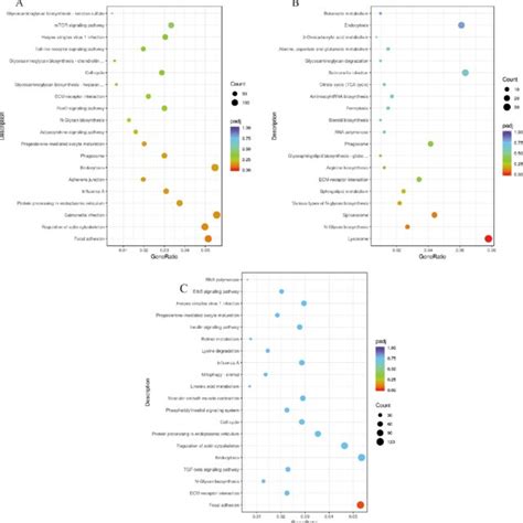 Kegg Pathway Enrichment Analysis Of Degs In Ovaries Bubble Charts