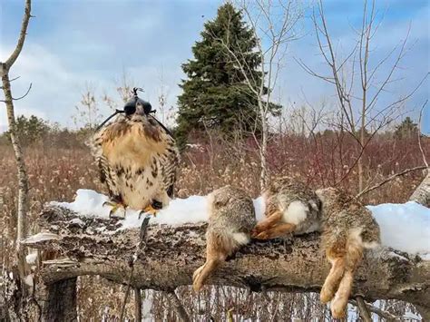 Do Hawks Eat Rabbits? Keep Your Bunnies Safe! - Bird Guidance