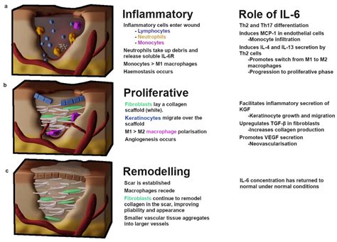 Biomedicines Free Full Text The Role Of Il In Skin Fibrosis And