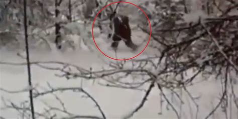 The Yeti Exists And It S In Russia HuffPost UK