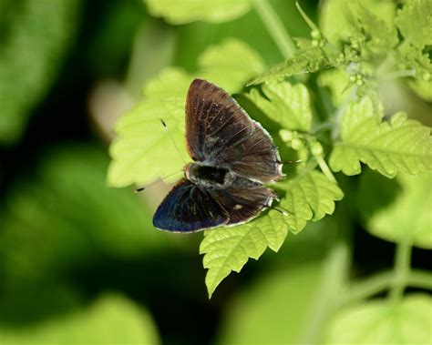 Image Gallery | Butterflies and Moths of North America
