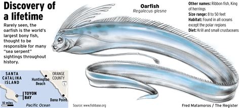 Meet The Oarfish Rare 18 Foot ‘sea Serpent Found At Catalina Orange