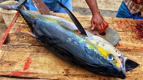 Huge 45lb Yellowfin Tuna Cutting Yellowfin Tuna Cutting Skills Tuna