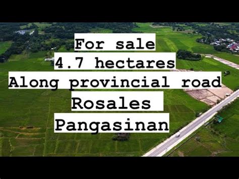 Hectares Rice Field At Rosales Pangasinan Along Provincial Road