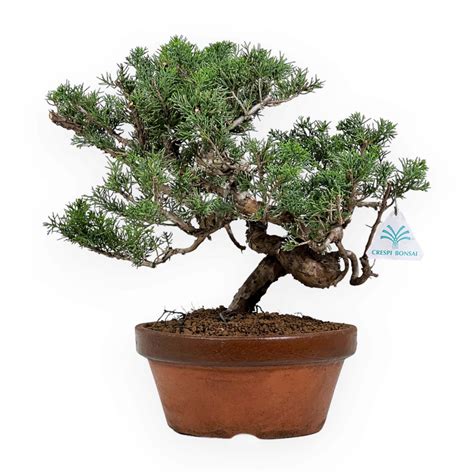 Juniperus Chinensis Itogawa Ginepro 39 Cm